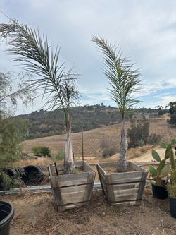 Pair of Palm Trees in Wooden Planters