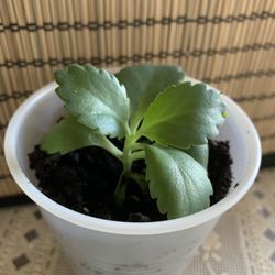 Mother Of Thousands Plant