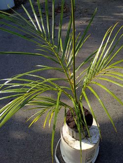Live Potted Palm Tree Plant