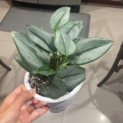 Scindapus trebuii Moonlight