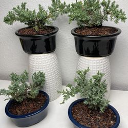 Juniper Bonsai Trees With Pots ($12 each )