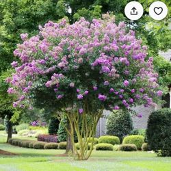 Purple Crape Myrtle Tree (please read description) 