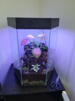 2 Self Sustaining Terrariums For Sale