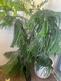 Tree with pot