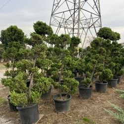dracaena arborea tree Dracaena arborea, single 17"