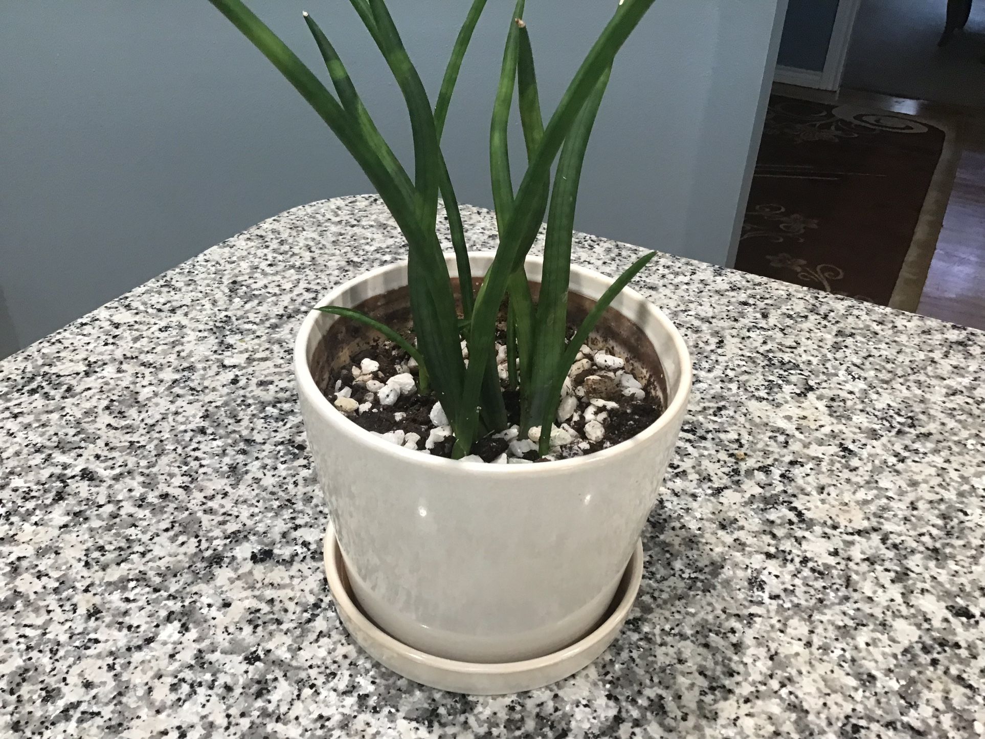 plant