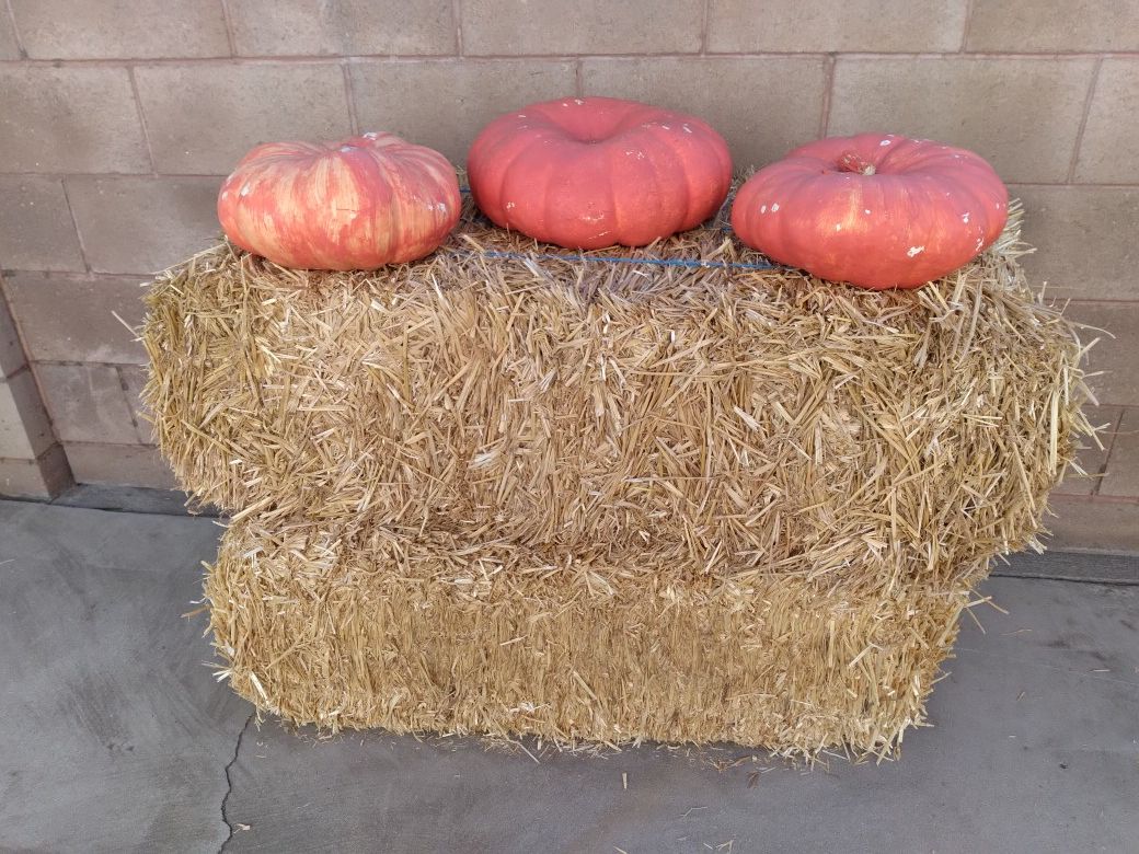 Hay stacks (2) & pumpkins (all) for $10
