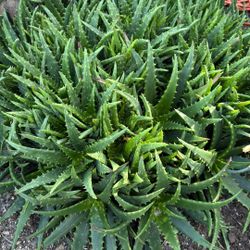 Aloe Vera