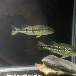 Temensis Peacock Bass - PICK UP ONLY