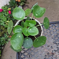 Pilea Peperomiodes "Chinese Money " Plant $15