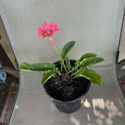 Pink Gerbera Daisy  Plant 🪴 