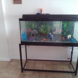 Fish Tank For Sale 
