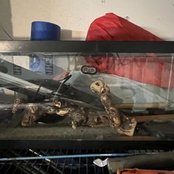 Reptile Set Up