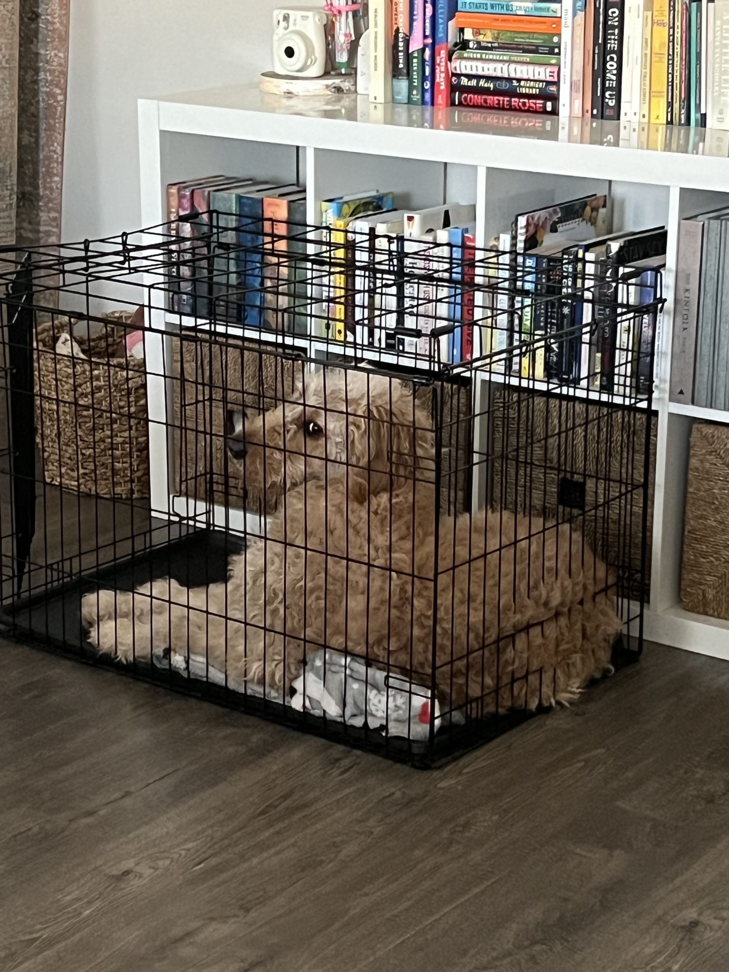 Large Kennel for Sale in Auburn, WA OfferUp