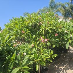 Plumerias (Variety Of Colors,Sizes)