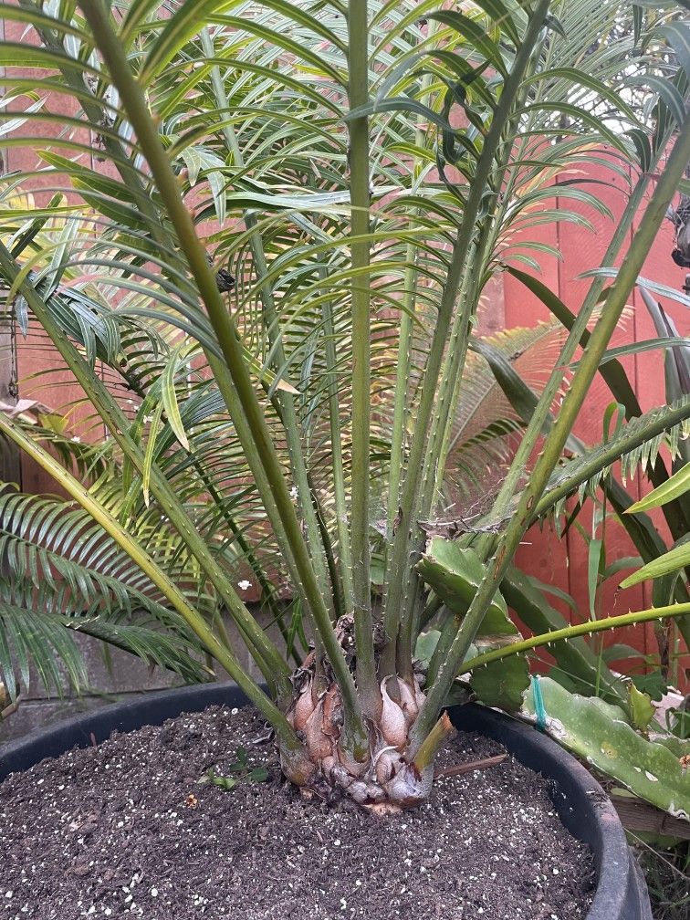 Cycad 