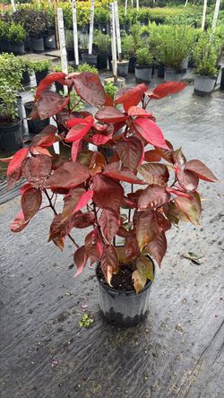 Red Copper Leaf - 3 Gallons
