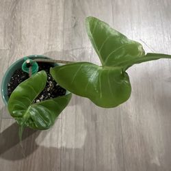 Alocacia ‘stingray’ Live House Plant