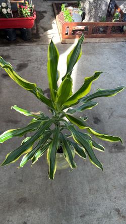 Planta