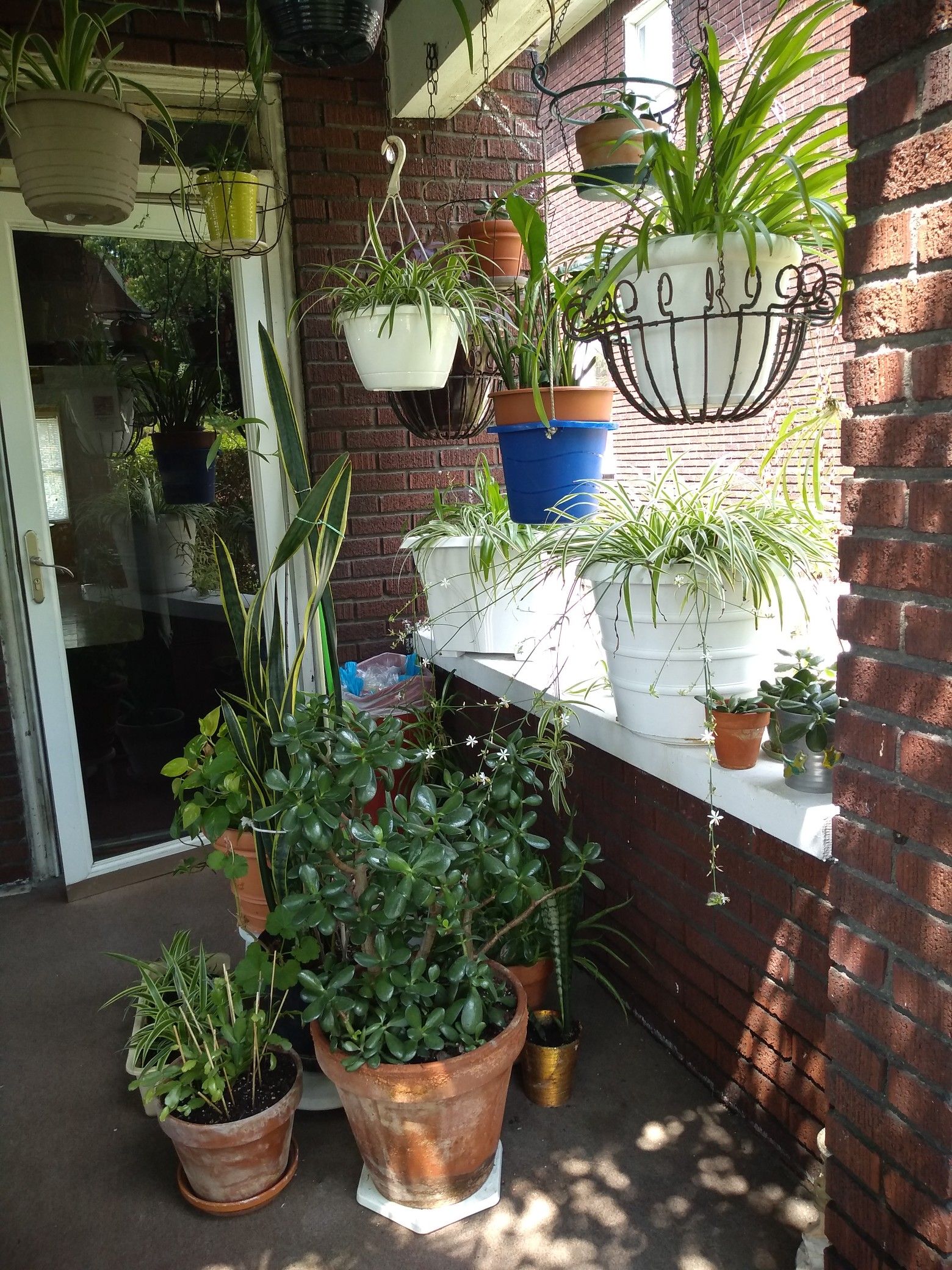 Beautiful indoor/outdoor plants