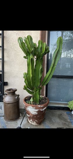 Cactus