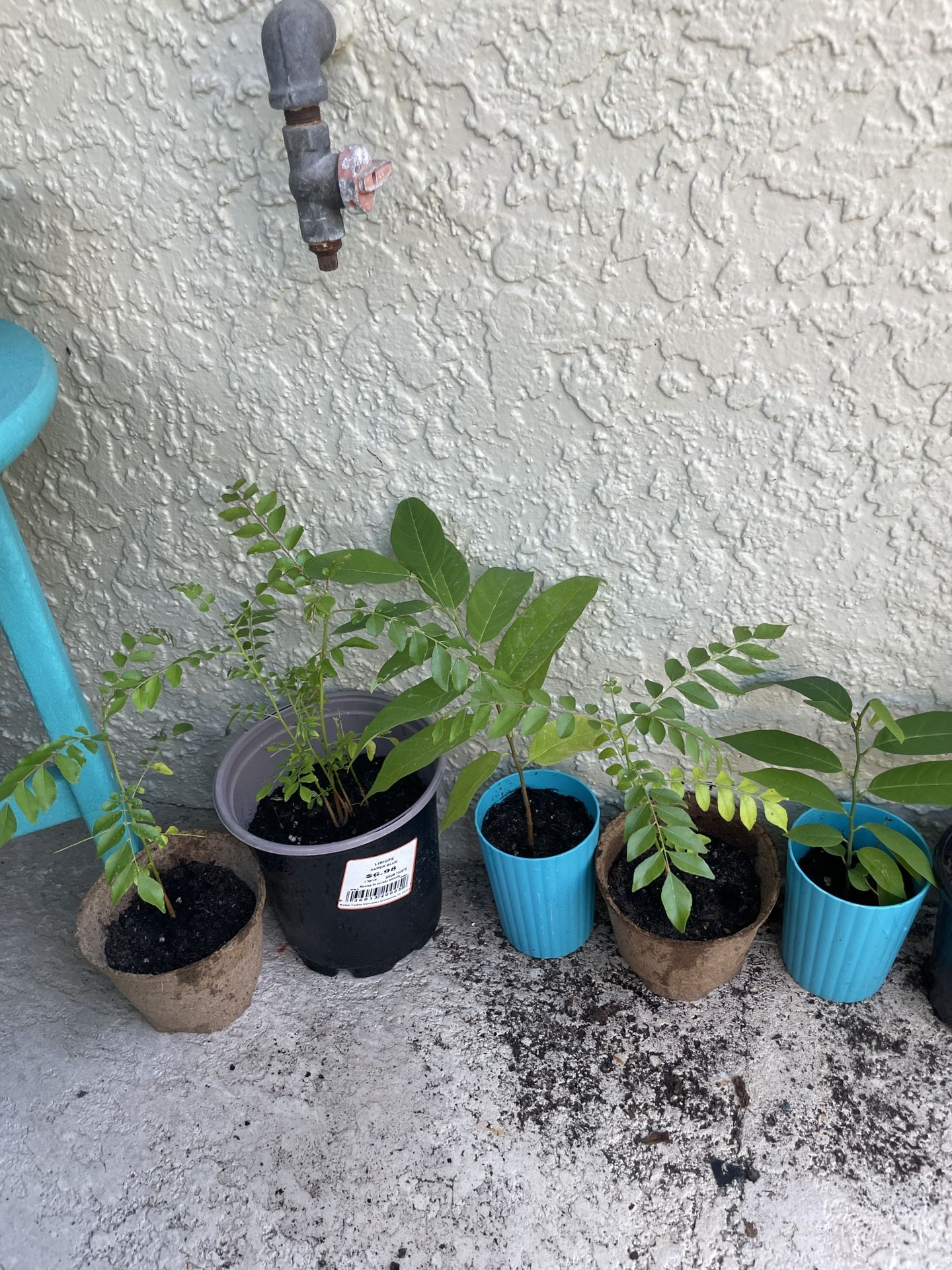 Curry Leaf Plant 5$ 