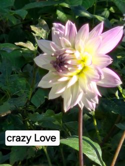 Dahlia Plants Decorative Crazy Love $5 Each