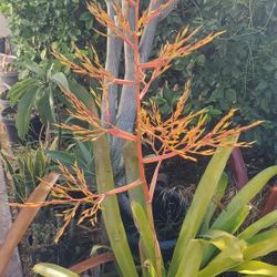 Aechmea Blanchetiana Lemonade Bromeliad Tropical Plant