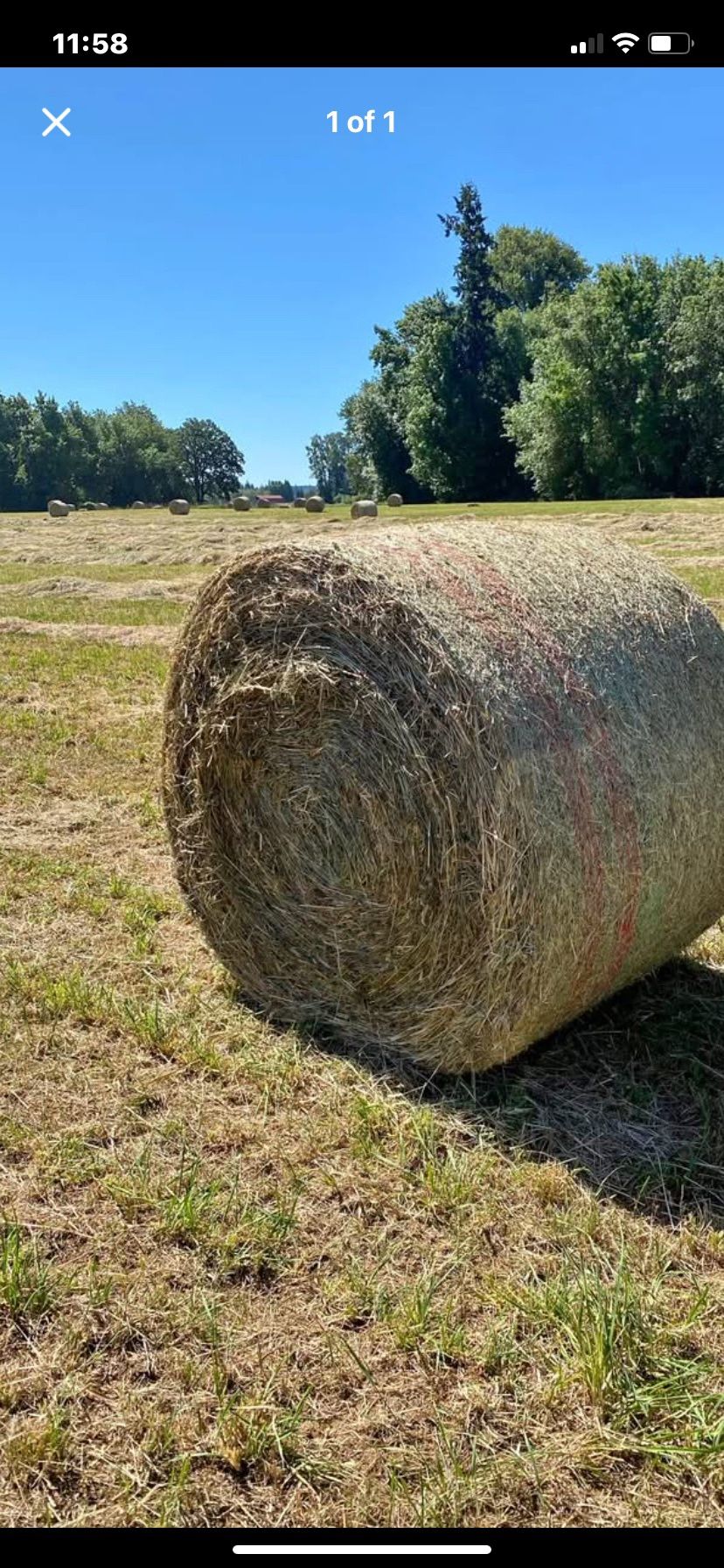 Hay