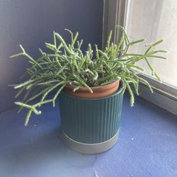 Small Rhipsalis Plant In Green Pot