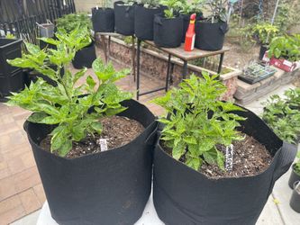White Ghost Chili Plants