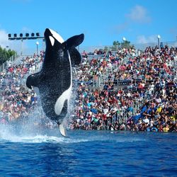 Seaworld Un Día Entrada 