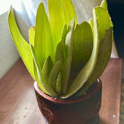 Succulent Plant