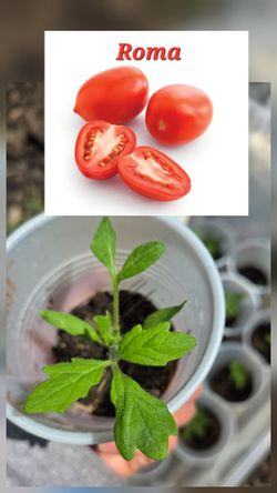 Tomato Roma