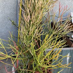 Big Succulents Cutting 