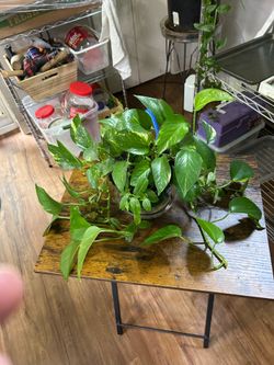 Medium pothos plant 🪴