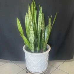 Snake plant