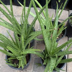 Aloe Evera Or Savila Plans In One Gallon $15 Each
