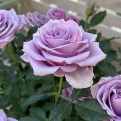 Rare European, Japan rose plants , Nightingale  Two years in one gallon pot Own root  Well rooted  Pick up only