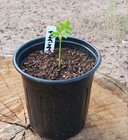 Moringa tree seedling