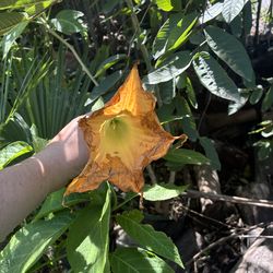 Golden angel trumpet