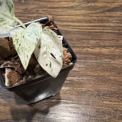 Epi Plant And Syngonium Bundle Pic Of Mother Plant In The Last Picture (pls Read Description Below)