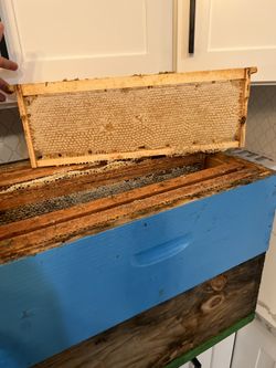Honey Comb Frames