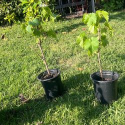 Red Seedless Grape vines