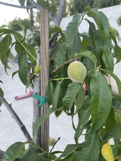 Peach Tree 🌳