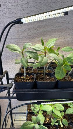 Plumeria Seedlings