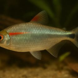 Buenos Aries Tetras!!!