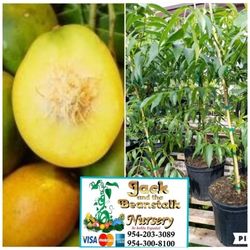 June Plum Dwarf Trees In 3gal 