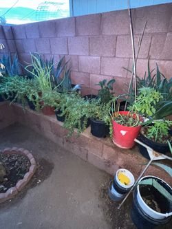 Plenty Of Options To Choose From (Plants)