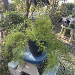 Green Plant